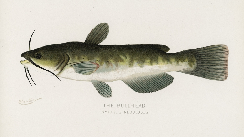 Le poisson-chat : Comment le pêcher (et comment l’éviter)