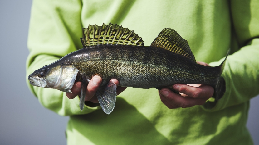 Pêcher le Sandre au ver