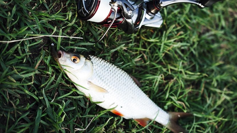 Un gardon. (© Freepik)