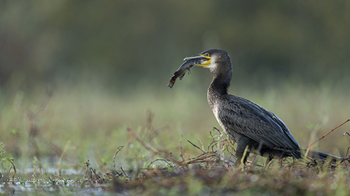 Cormoran mangeant un poisson.