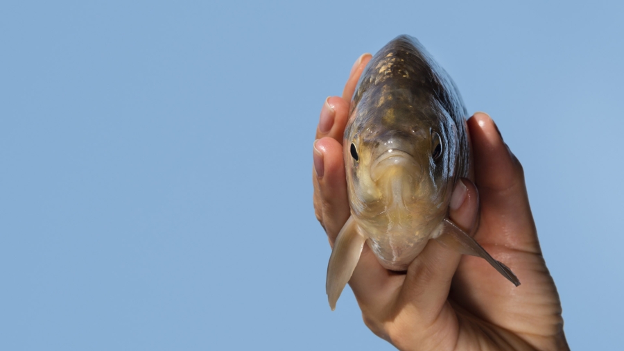 gros-plan-poisson-cru-branchies-main